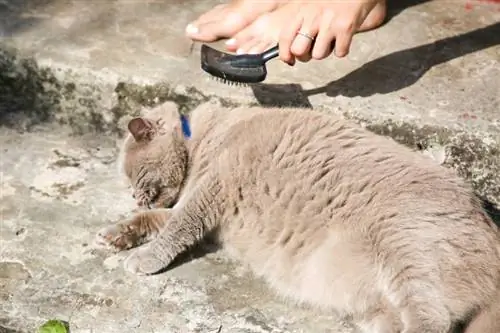 el dueño está cepillando a una gata embarazada gris al aire libre