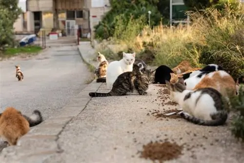 άγριες γάτες που τρώνε