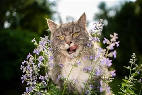 Maine Coon leckt sich die Lippen, nachdem er eine Blütenpflanze gegessen hat