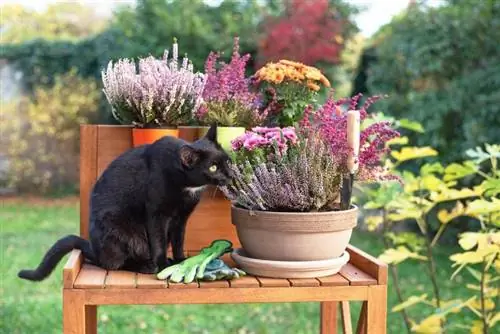 gato negro tratando de comer flores en una olla