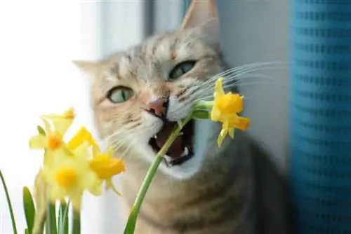 Varför gillar katter att äta blommor? 4 troliga skäl