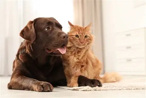 Een hond en een kat die op de grond liggen