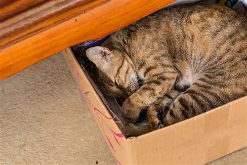 Seekor kucing jahe tidur di kertas kotak, fokus selektif