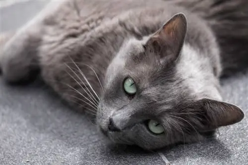 Nebelung katt kjærlig kos sover glad