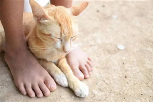 Gatos dormem aos seus pés