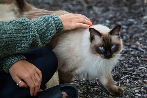 Kvinna och katt vilar i vandringsled