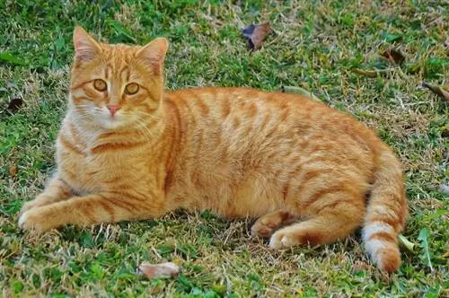 Ingwerkatze liegt auf dem Gras