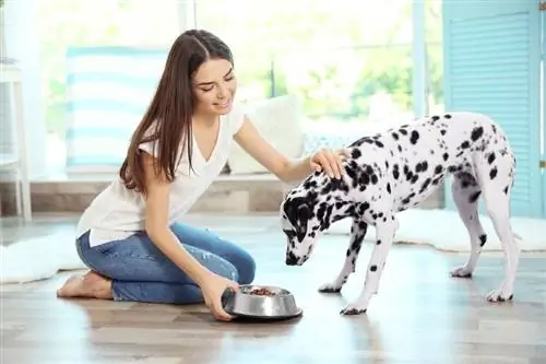 jeune femme nourrissant son animal de compagnie dalmatien