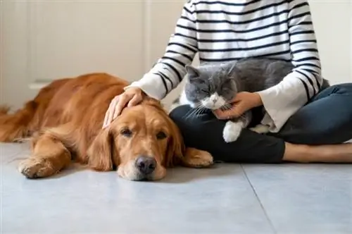 Semaine des gardiens d'animaux professionnels : quand c'est & comment c'est célébré