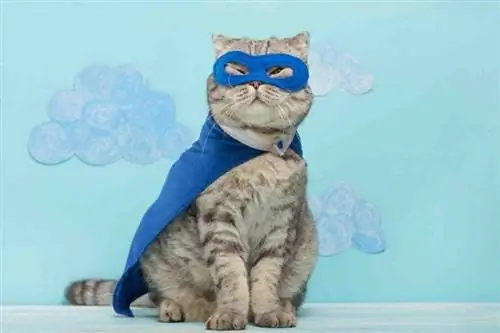 24 Increíbles gatos heroicos que salvaron vidas