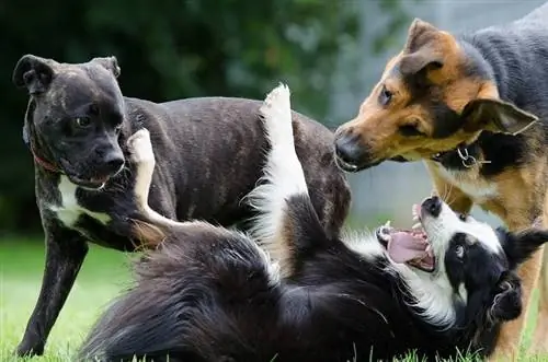 cachorros brincando