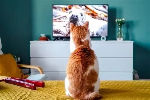 Gatto che guarda intensamente la TV