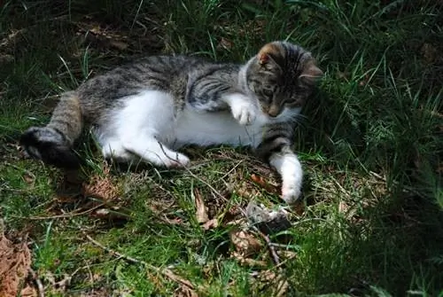 Katze jagt Mäuse in freier Wildbahn