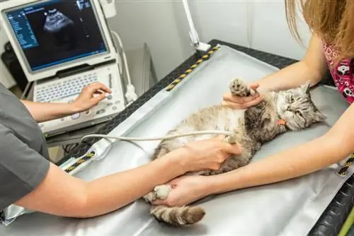 Wat zijn de kosten van een echografie voor een kat? (2023-update)