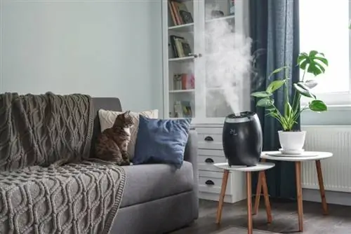 chat assis dans un canapé près d'un humidificateur