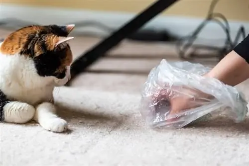 kattenbraaksel in tapijt schoonmaken