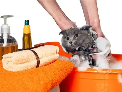 chat qui prend son bain