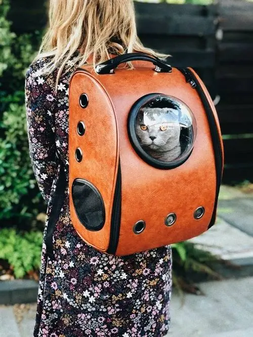 Katze im Rucksack der Frau