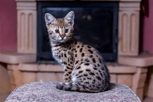 F1 Savannah Cat