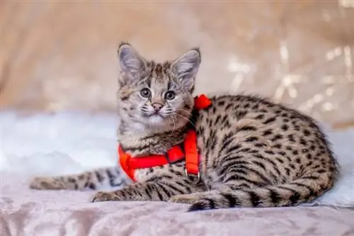 un chat de la savane portant un harnais rouge