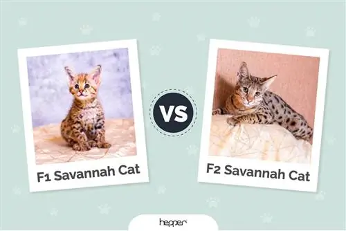 F1 vs F2 Savannah Cat - Aký je rozdiel? (s obrázkami)