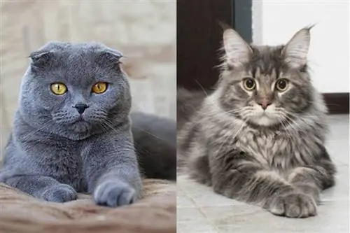 Scottish Fold en Maine Coon