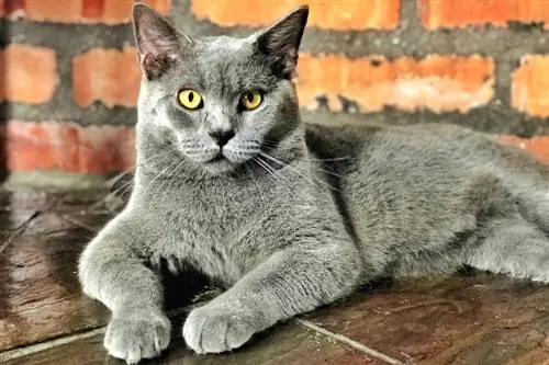 Scottish Fold Maine Coon Cat Mix – Gabay sa Pangangalaga, Mga Larawan, Impormasyon & Higit Pa