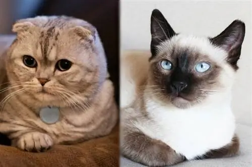 Scottish Fold et Siamois