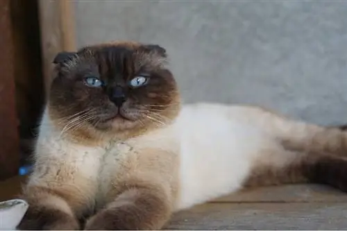 Scottish Fold Siyam Kedisi Karışımı: Bakım Rehberi, Resimler, Bilgi & Devamı