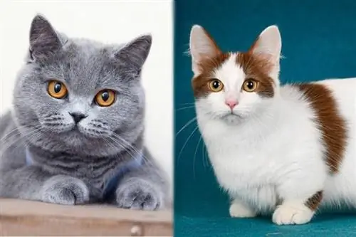 Munchkin and British Shorthair