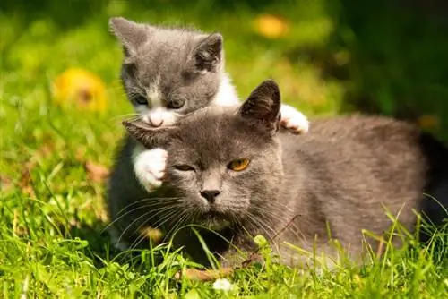 gato y gatito jugando al aire libre