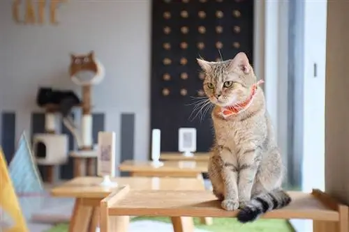 chat écossais dans un café pour chats