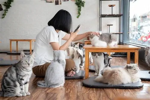 mulher asiática brincando com gatos em um café para gatos