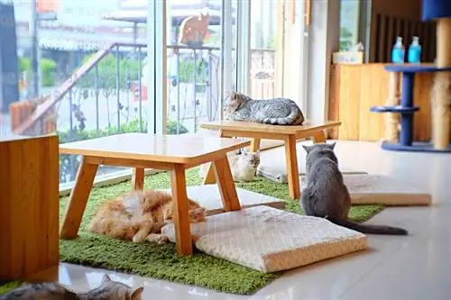 Kebangkitan Kafe Kucing: Bagaimana Ia Menjadi Sangat Popular?