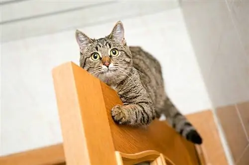 chat assis sur la porte en bois