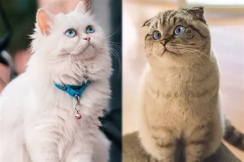 οι μητρικές ράτσες της γάτας περσικής Scottish Fold