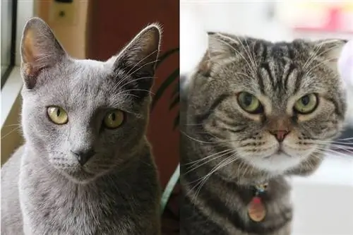 Scottish Fold Russian Blue Cat Mix – priežiūros vadovas, nuotraukos, informacija & Daugiau