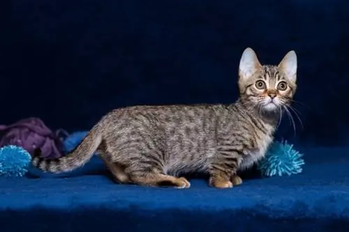 Genetta Munchkin cat