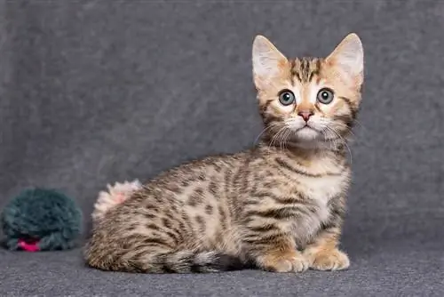 Munchkin Bengal cat sit