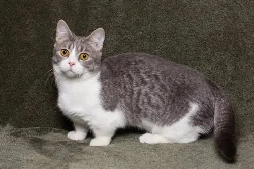 Munchkin Tabby Cat - ስዕሎች, እውነታዎች & ታሪክ