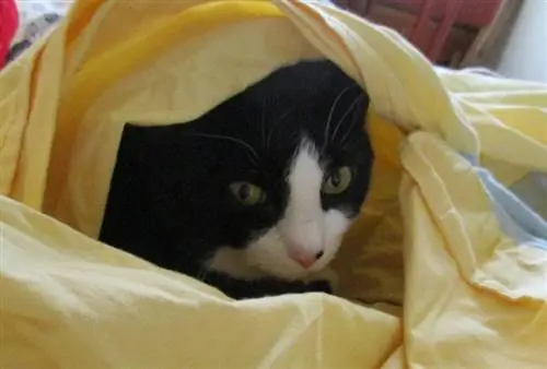 Chat de smoking sous une couverture jaune