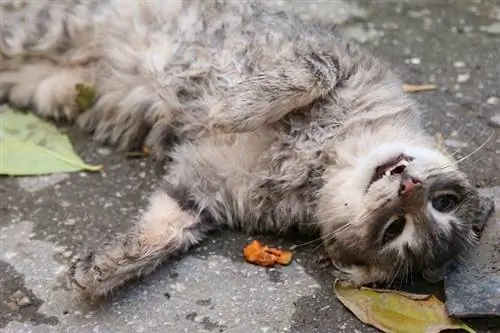 gatto sdraiato a terra con la bocca aperta