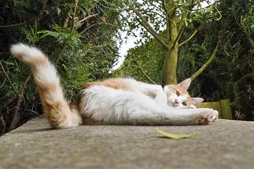 Katze wedelt im Liegen mit dem Schwanz