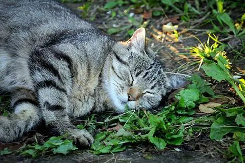 Katze riecht nach Katzenminze