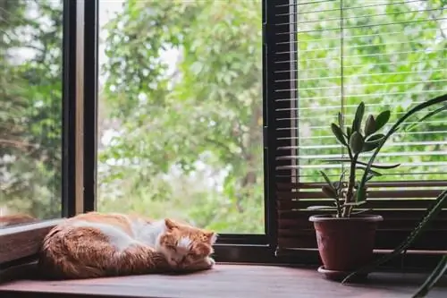 Katze schläft am Fenster