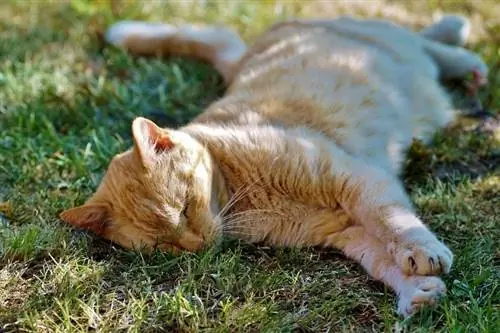 Heeft mijn kat zonlicht nodig om gezond te blijven? Het interessante antwoord