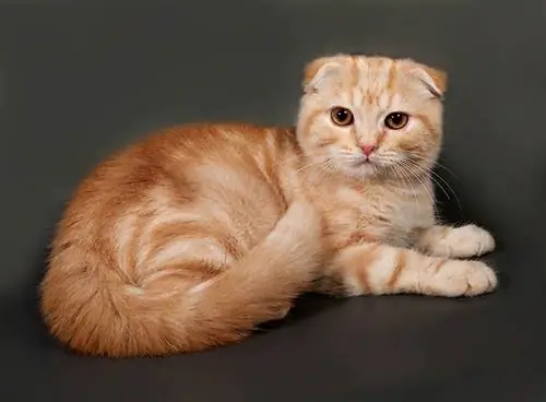 Orange Scottish Fold – faktid, päritolu, & ajalugu (koos piltidega)