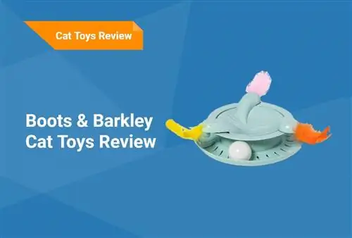 Støvler & Barkley Cat Toys Review 2023 – Vanlige spørsmål, fordeler, ulemper & dom