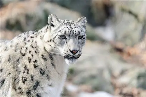 Perfil de leopardo de las nieves (13360347333)