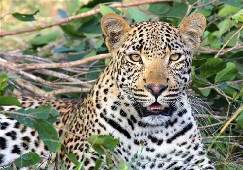 Spinner leoparder? Det overraskende svaret